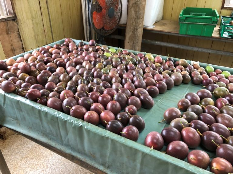 《期間限定》夏始まりの果実 パッションフルーツ１㎏