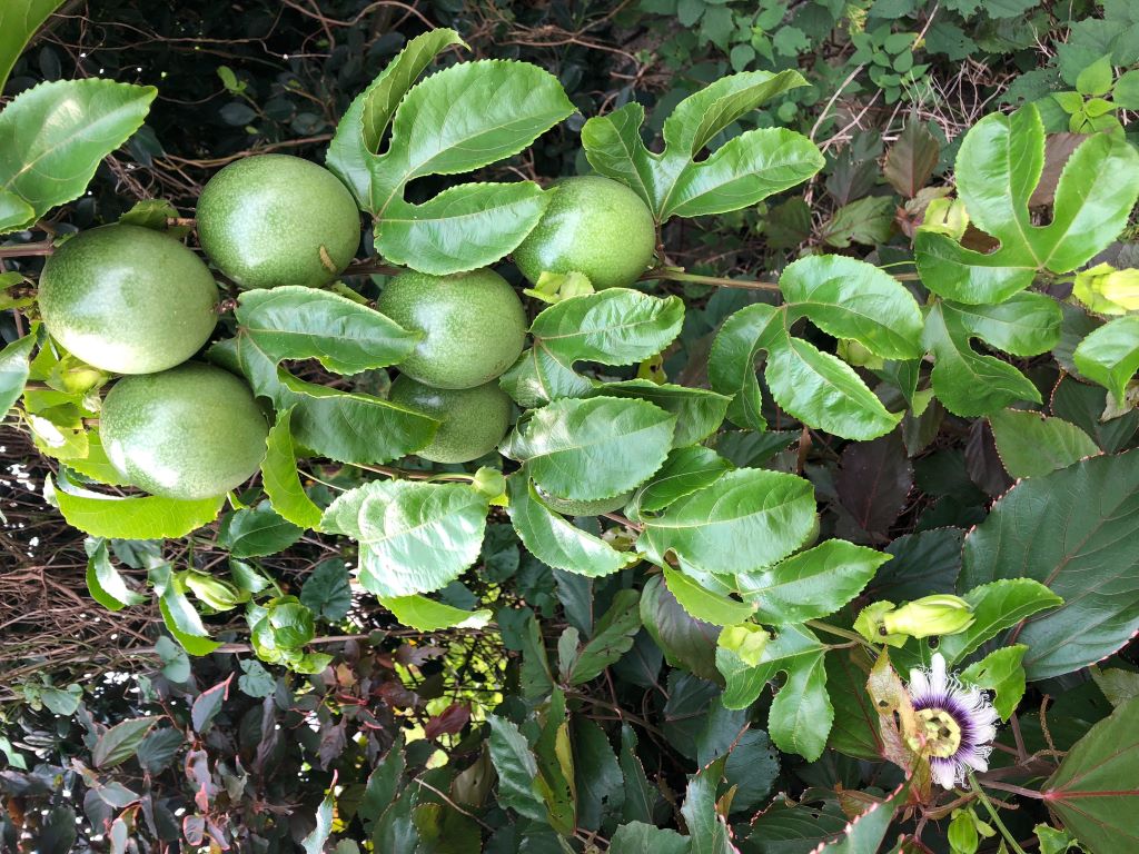 《期間限定》夏始まりの果実 パッションフルーツ１㎏