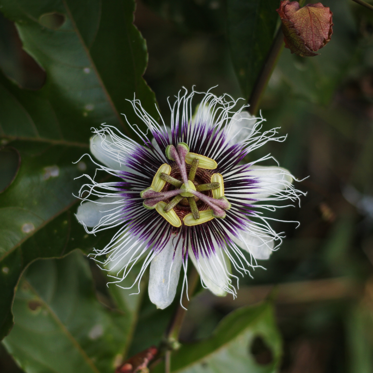 《期間限定》夏始まりの果実 パッションフルーツ１㎏