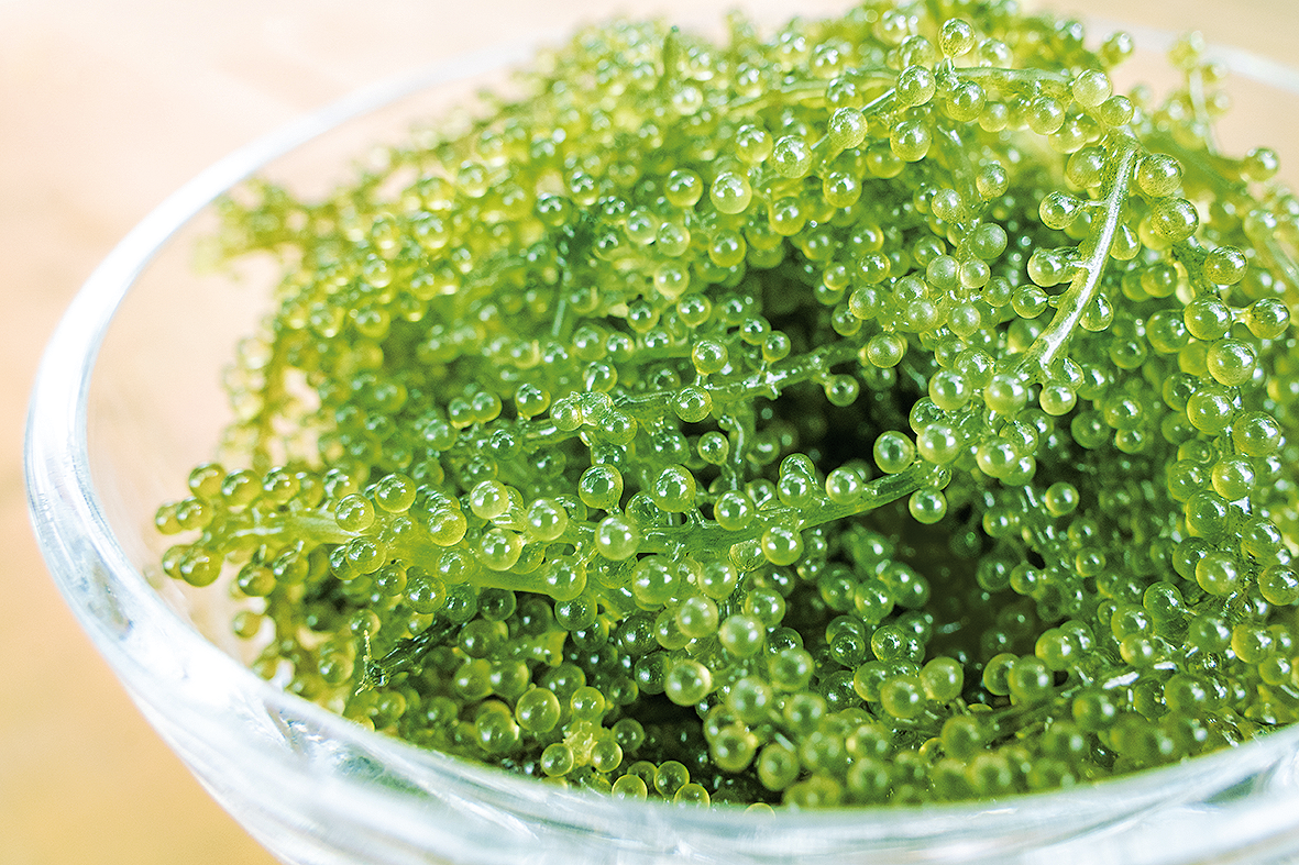 「ふくらむぷちぷち海ぶどう 」を海ぶどう麺と食す贈り物