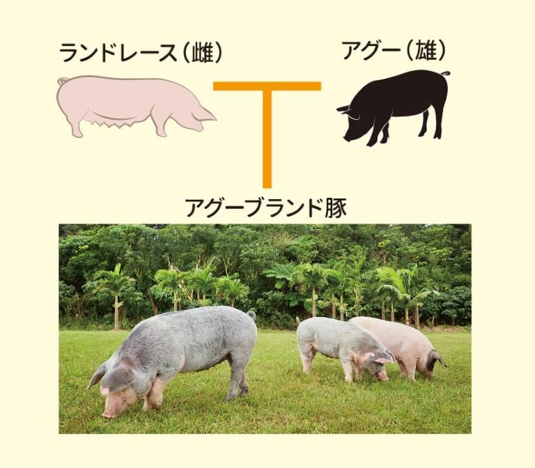 パイナップルを食べて育った「パイとん」しゃぶしゃぶセット 大満足1㎏