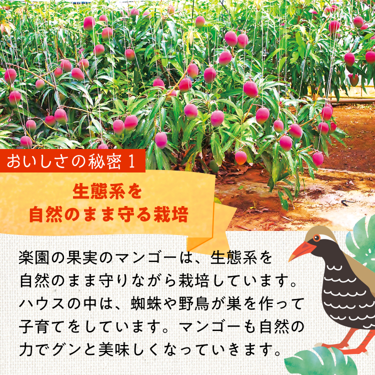 《季節限定掲載》有機JAS認定　希少種 台農マンゴー（アーウィン2玉＆台農１玉）
