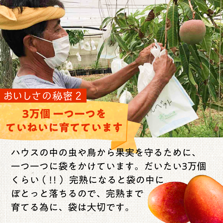 《季節限定掲載》有機JAS認定　希少種 台農マンゴー（アーウィン2玉＆台農１玉）