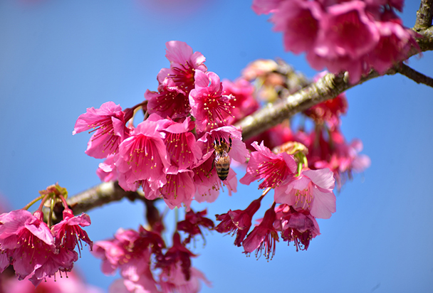 美ら花　 SAKURAグラス