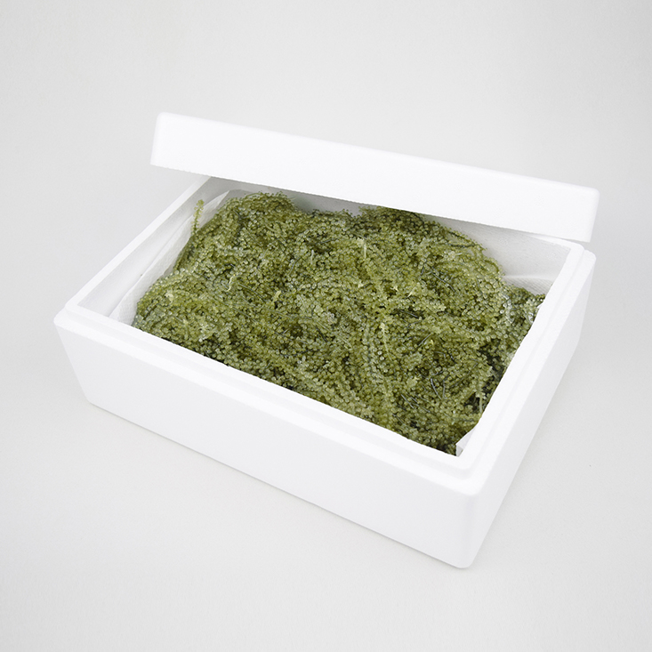 新垣さんの沖縄の海藻「海ぶどう1kg」