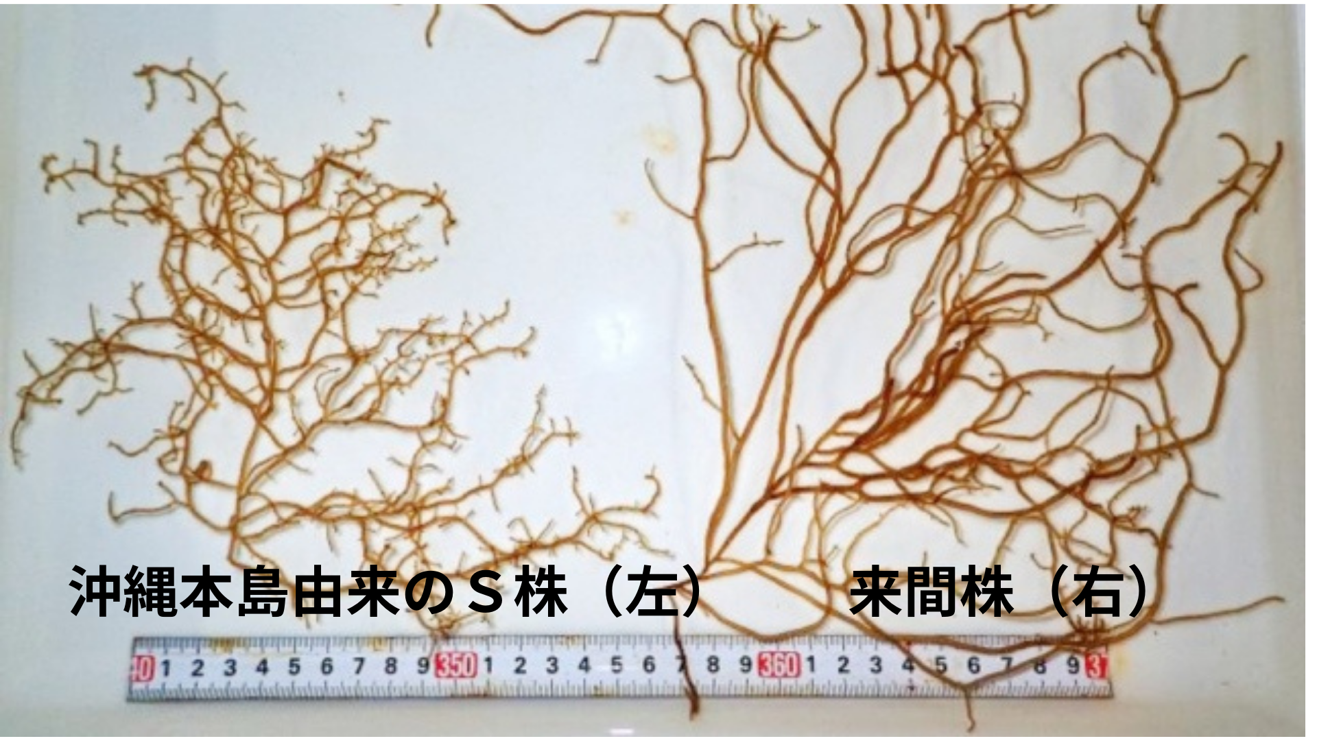 大容量！来間株 塩もずく１㎏＆ウマ辛スープセット